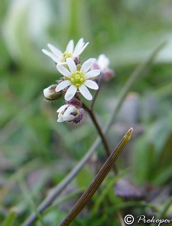 Image of Erophila praecox specimen.