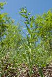 Lithospermum officinale. Расцветающее растение. Псковская обл., Печорский р-н, Изборско-Мальская долина восточнее южной оконечности Мальского озера, остепнённый суходольный луг на склоне южной экспозиции. 29.05.2016.