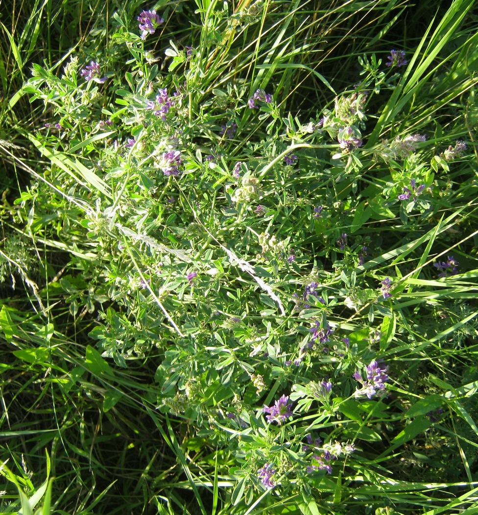 Image of Medicago sativa specimen.