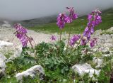 Hedysarum caucasicum. Цветущее растение. Адыгея, Кавказский биосферный заповедник, Фишт-Оштенский массив, высокогорное плато на юго-восточном склоне горы, ≈ 2200 м н.у.м. 13.08.2016.