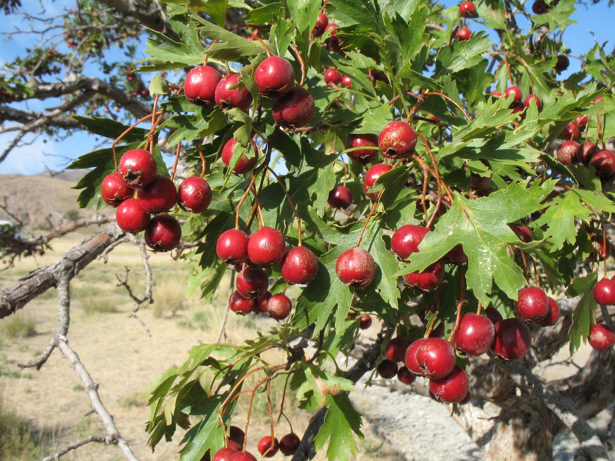 Image of Crataegus songarica specimen.