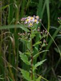 Aster ageratoides. Верхушка расцветающего растения. Приморье, окр. г. Находка, разнотравный луг. 12.09.2016.