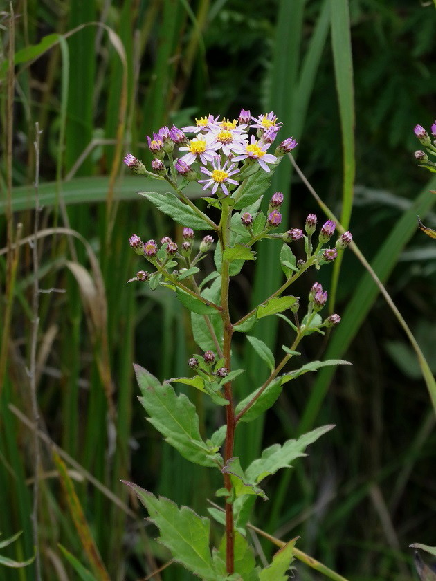 Изображение особи Aster ageratoides.