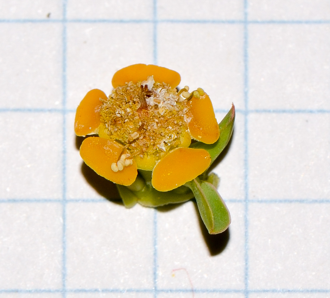 Image of Euphorbia balsamifera specimen.
