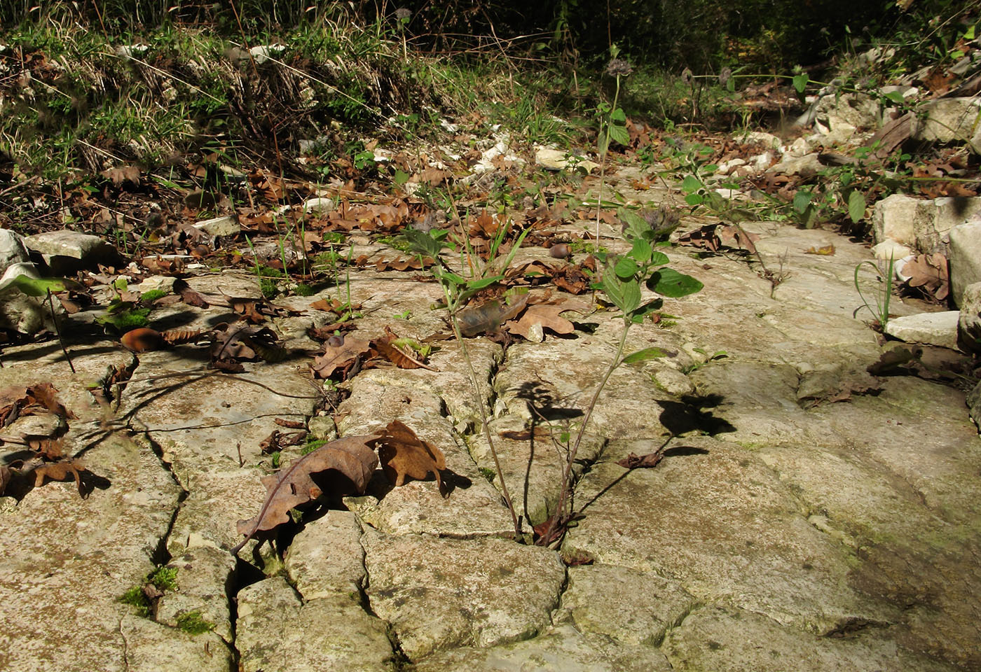 Image of Clinopodium caucasicum specimen.