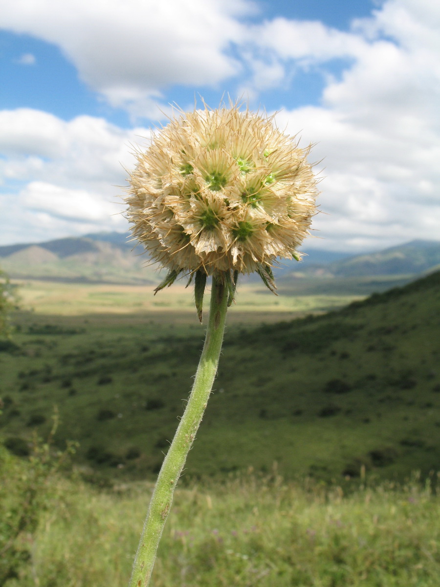 Image of Lomelosia songarica specimen.