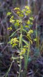 Euphorbia virgata