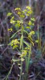 Euphorbia virgata. Верхушка плодоносящего растения, с листьями в осенней окраске. Татарстан, Агрызский р-н, с. Красный Бор, обочина грунтовой дороги вдоль подножия высокого, крутого холма. 07.10.2016.