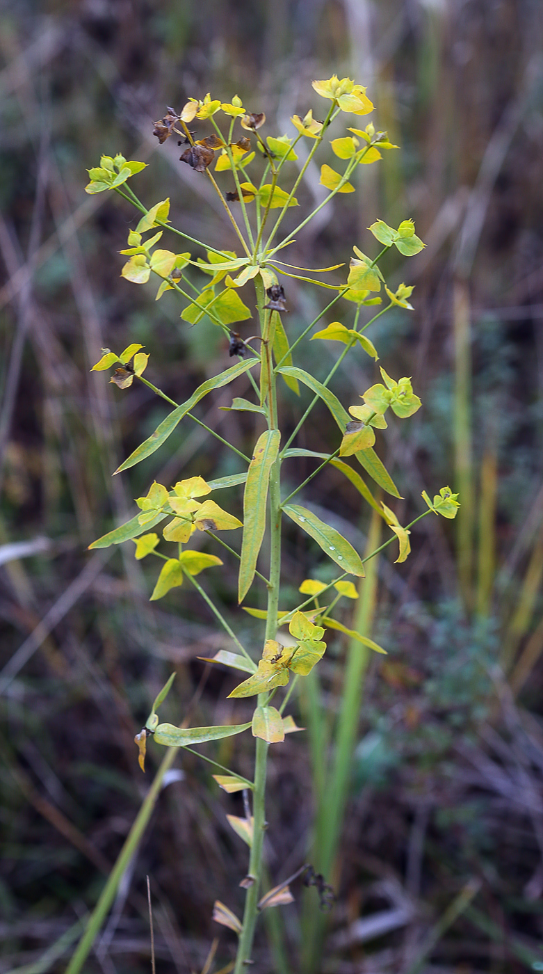 Image of Euphorbia virgata specimen.