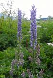 Aconitum orientale