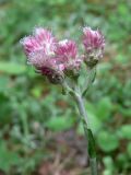 Antennaria dioica