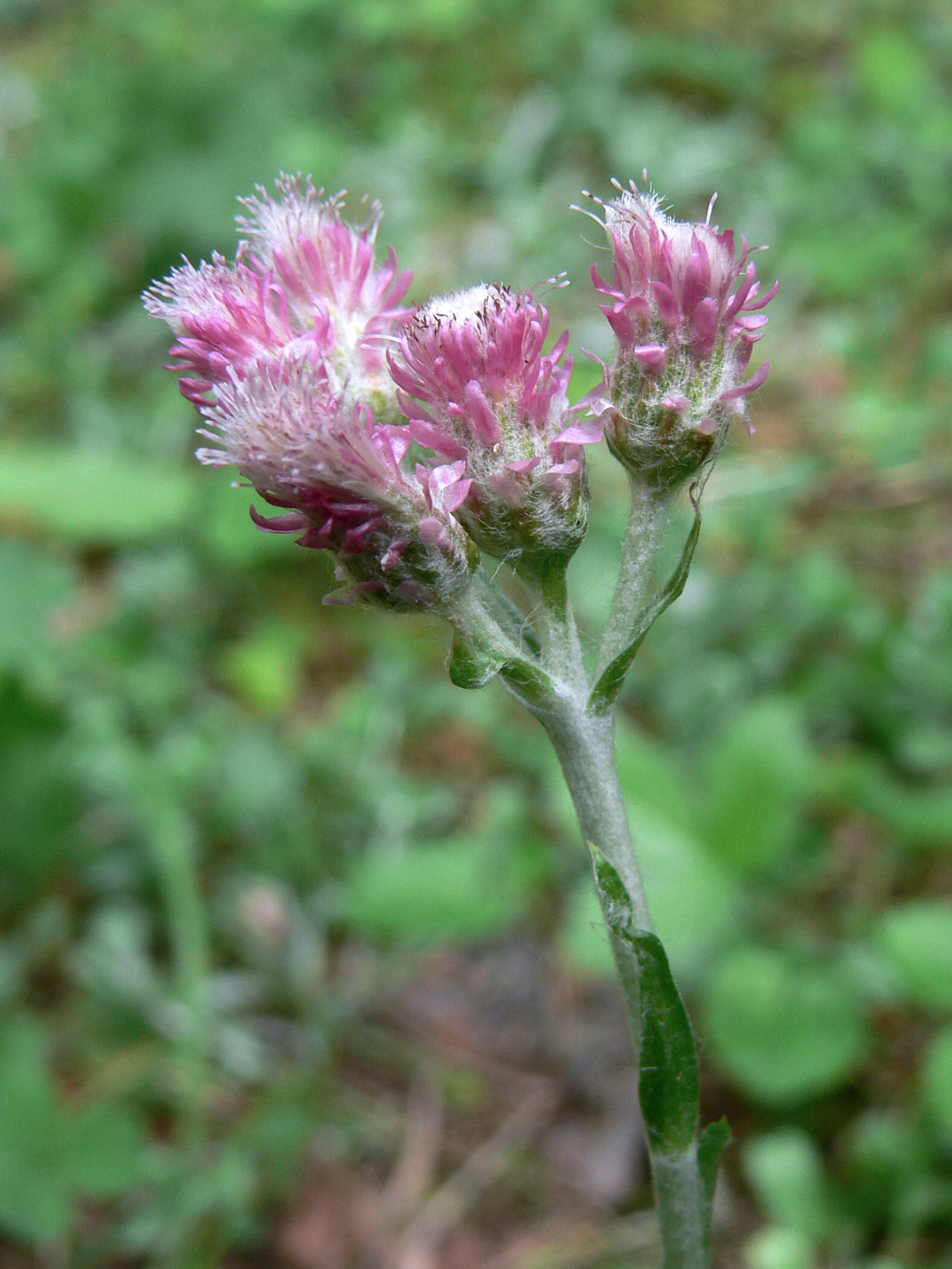 Изображение особи Antennaria dioica.