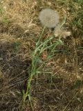 Tragopogon capitatus