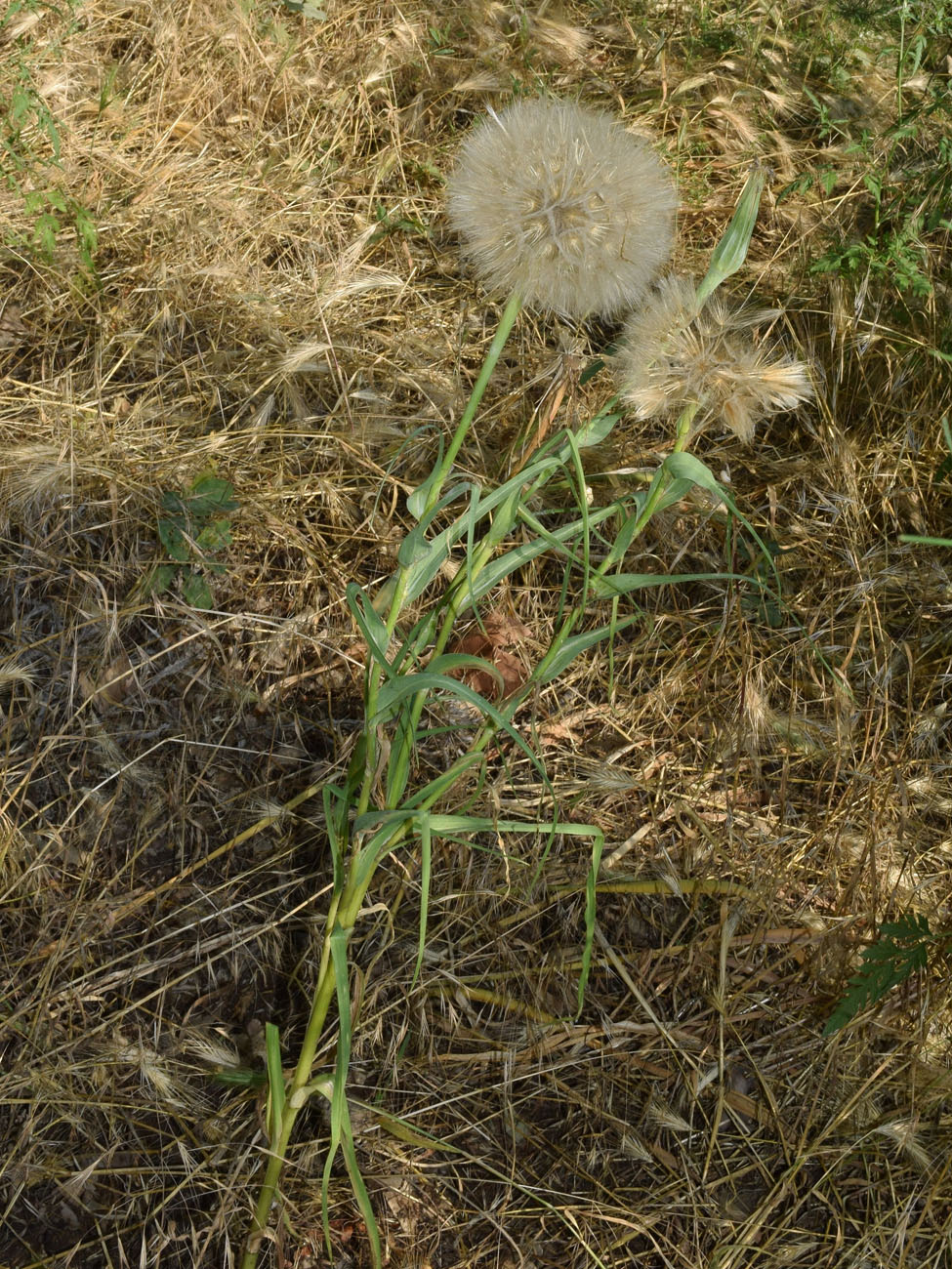 Изображение особи Tragopogon capitatus.