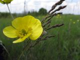 Ranunculus illyricus