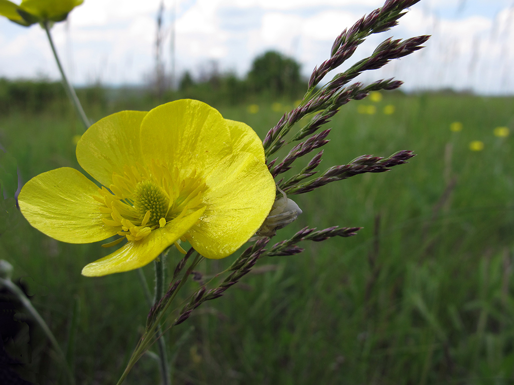 Image of Ranunculus illyricus specimen.