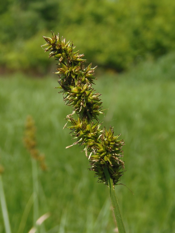 Изображение особи род Carex.