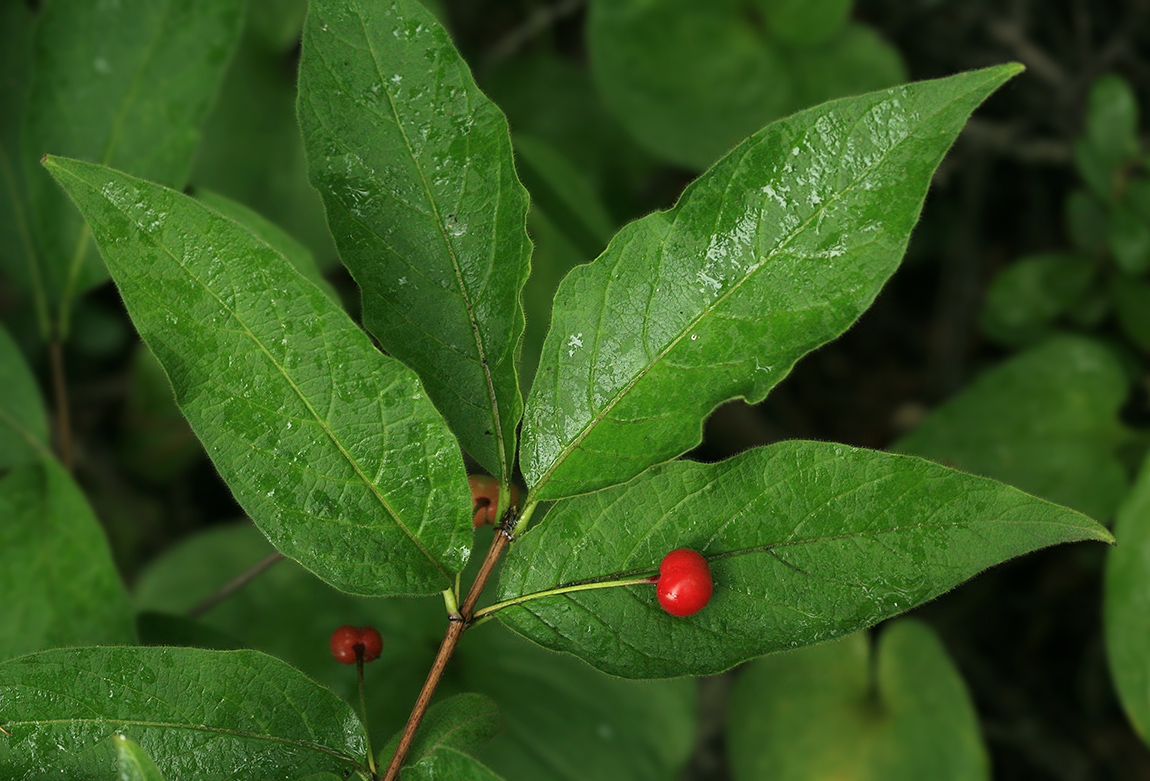 Image of Lonicera glehnii specimen.