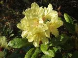 Rhododendron aureum. Верхушка цветущего растения. Магаданская обл., окр. г. Магадан, п-ов Старицкого, сопка Марчеканка, на склоне. 25.06.2015.