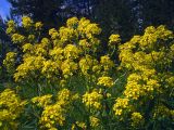 Bunias orientalis. Верхушки цветущих растений. Свердловская обл., окр. г. Североуральск, под ЛЭП. 27.06.2007.