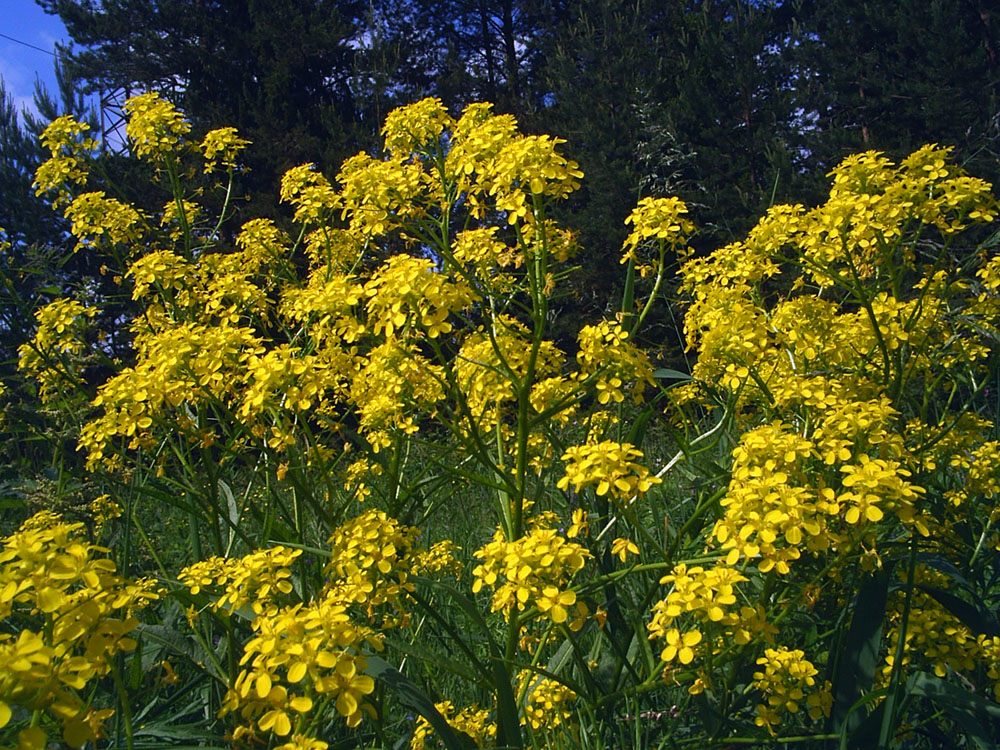 Image of Bunias orientalis specimen.
