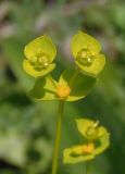 Euphorbia seguieriana. Соцветия-циатии. Украина, г. Запорожье, балка Партизанская, степь. 16.05.2016.