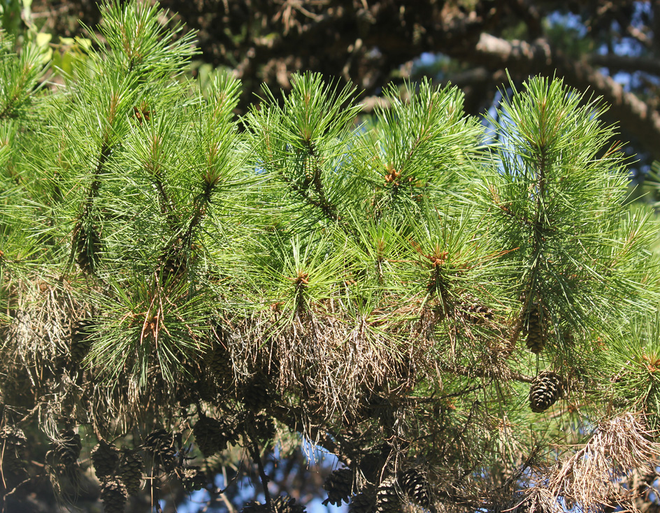 Image of Pinus echinata specimen.