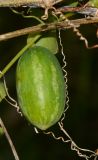 Coccinia grandis