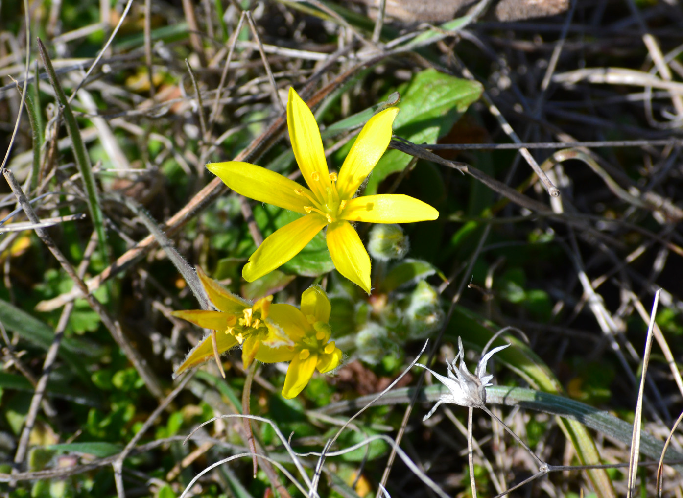 Image of Gagea granatellii specimen.