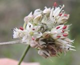 Allium leptomorphum