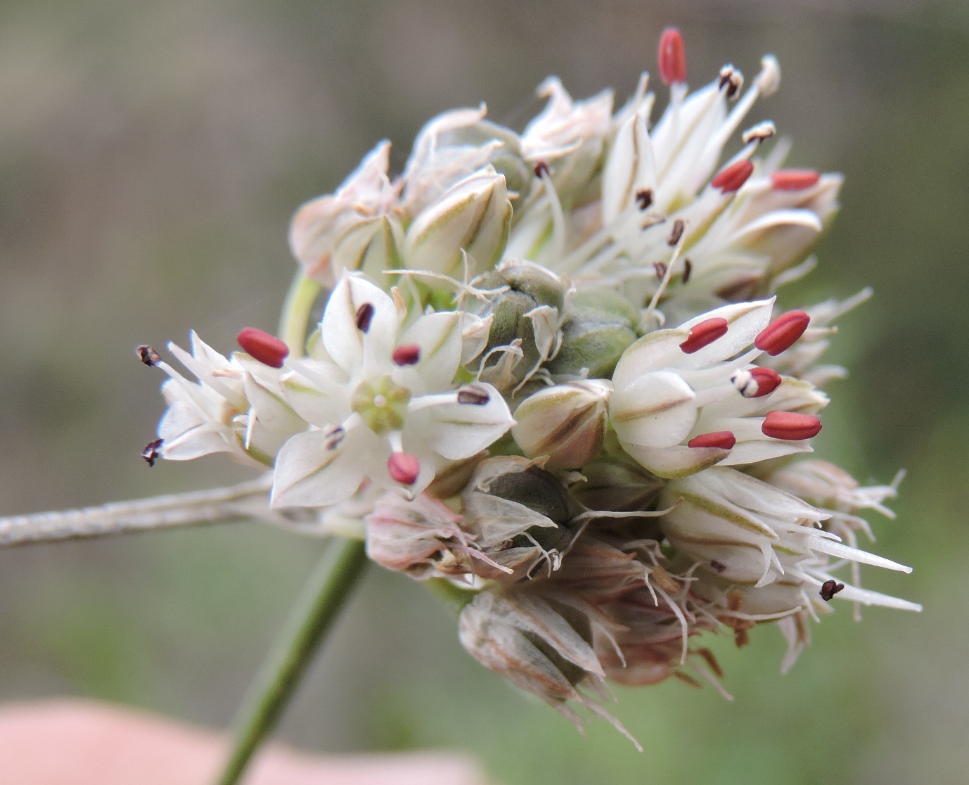 Image of Allium leptomorphum specimen.