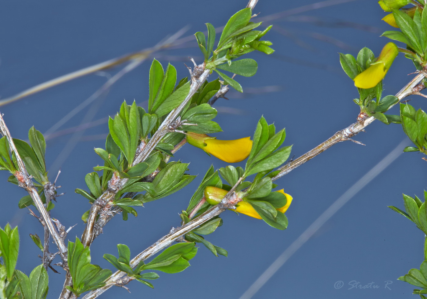 Image of genus Caragana specimen.