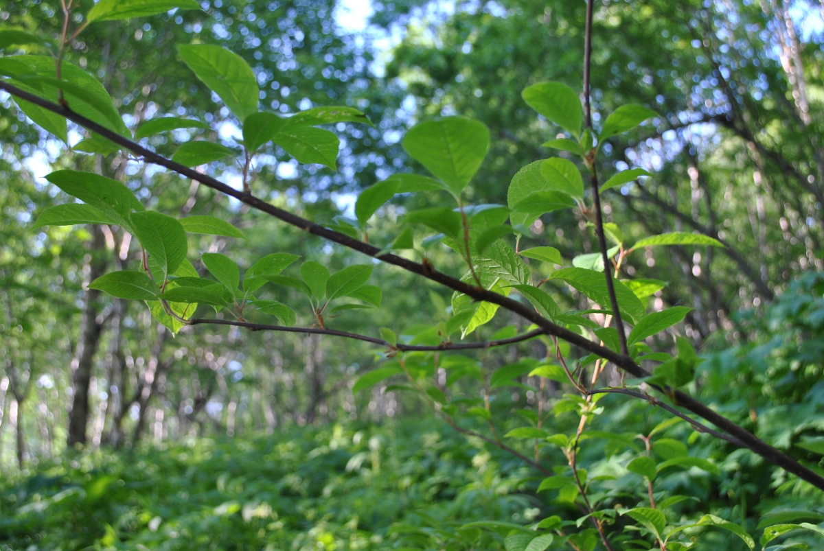 Image of Padus avium ssp. pubescens specimen.