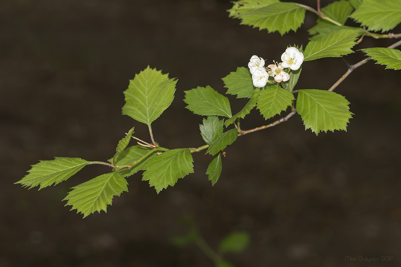 Изображение особи род Crataegus.