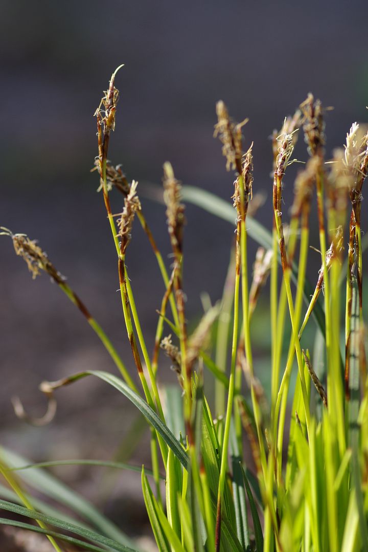 Изображение особи Carex digitata.