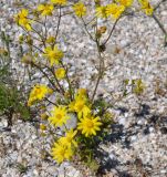 Senecio vernalis. Цветущее и плодоносящее растение на ракушечном пляже. Крым, Арабатская стрелка, урочище Рожково. 30.05.2017.
