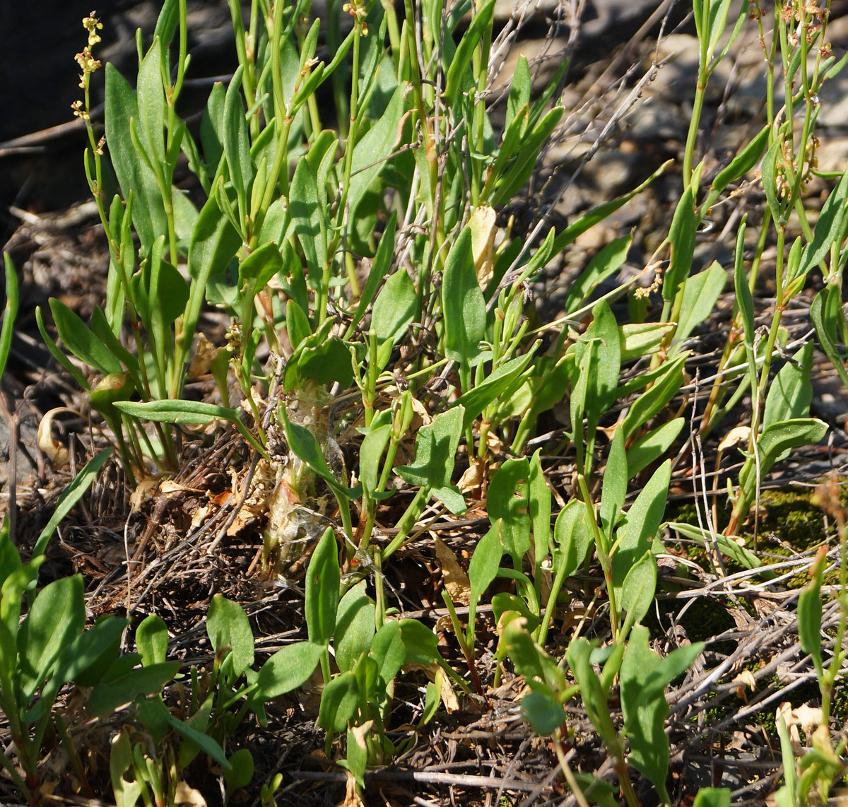 Image of Rumex acetosella specimen.