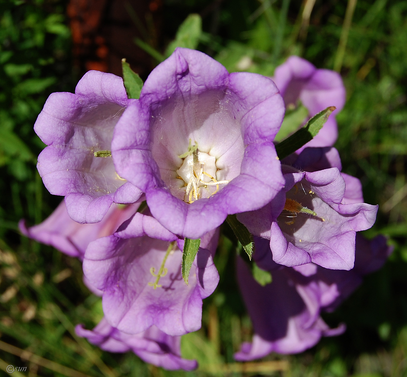 Image of Campanula medium specimen.