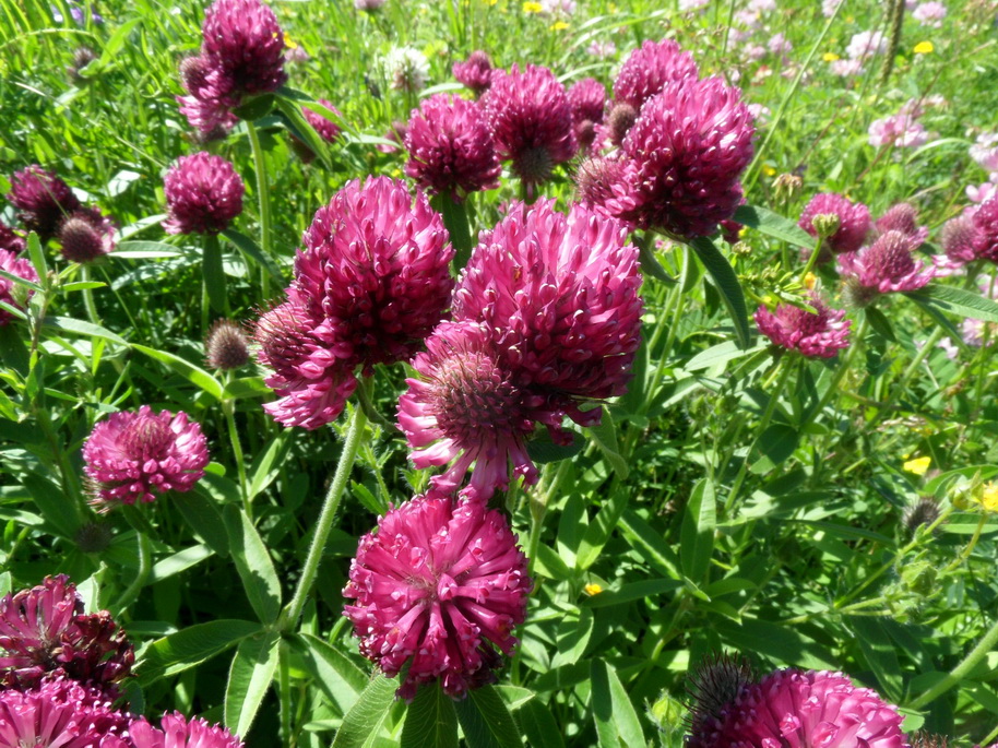 Изображение особи Trifolium alpestre.