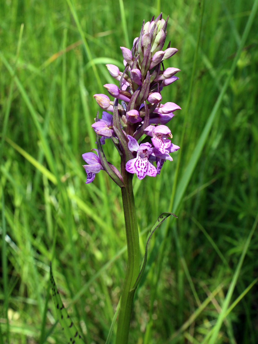 Image of Dactylorhiza baltica specimen.