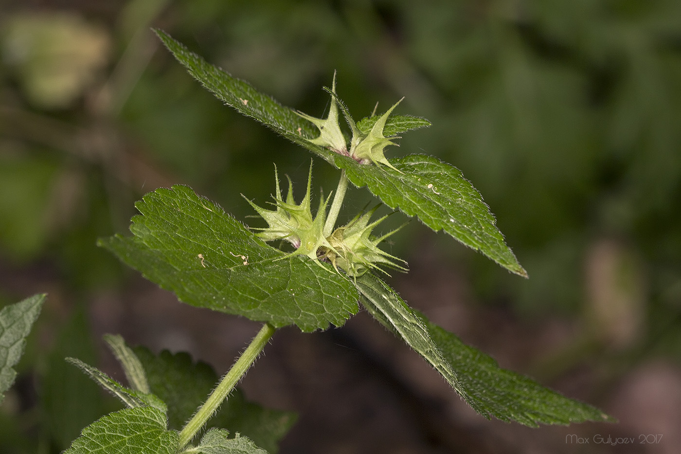 Image of Lamium maculatum specimen.