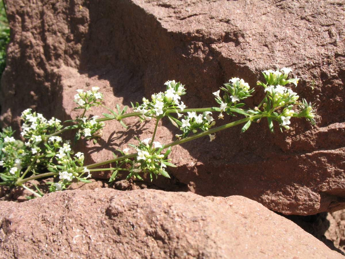 Изображение особи Galium humifusum.