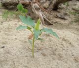 Datura stramonium. Расцветающее растение. Республика Адыгея, Красногвардейский р-н, аул Хатукай, пойма р. Кубань, расчищенное для добычи песка методом гидронамыва место. 18.06.2017.