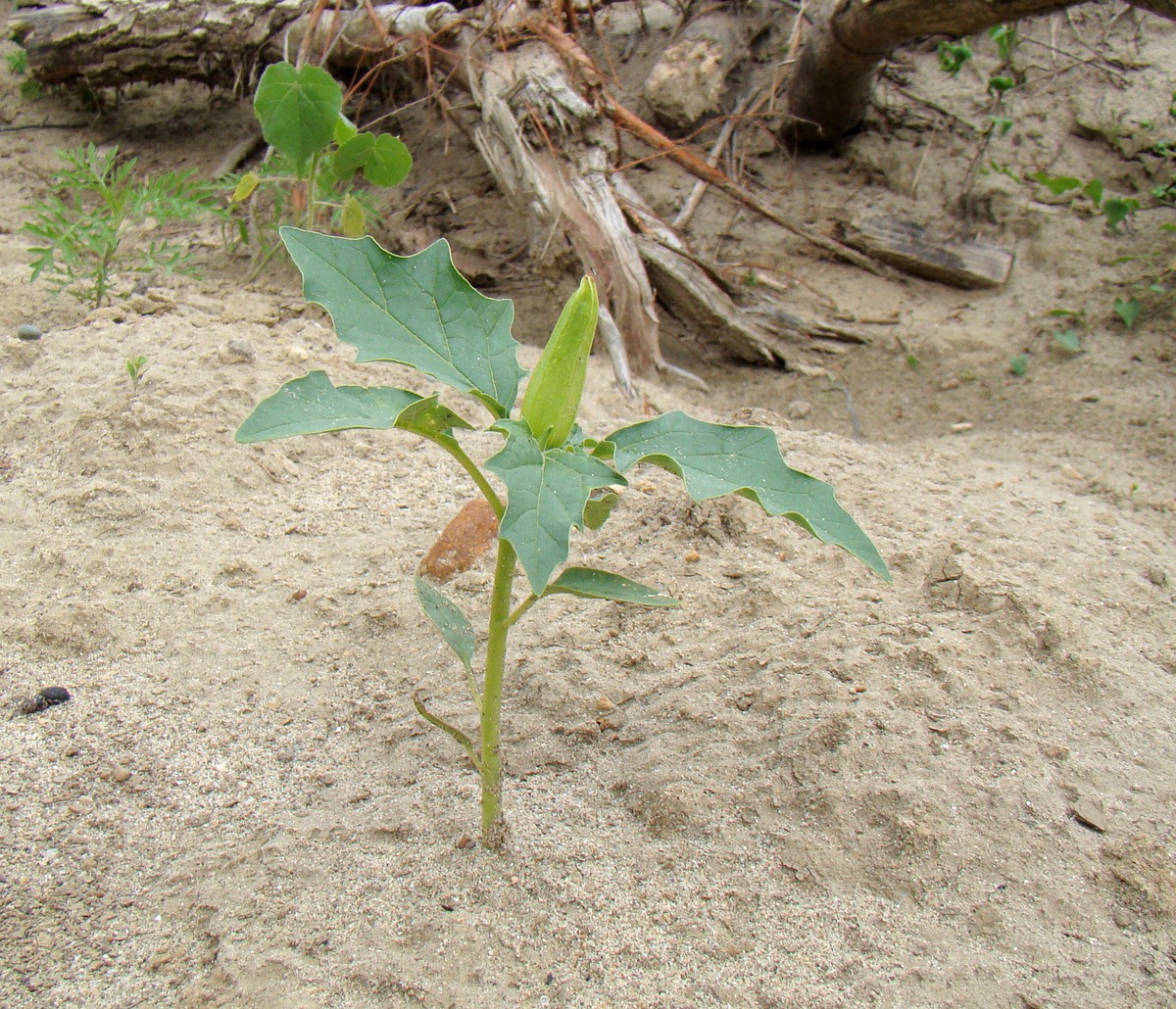 Изображение особи Datura stramonium.