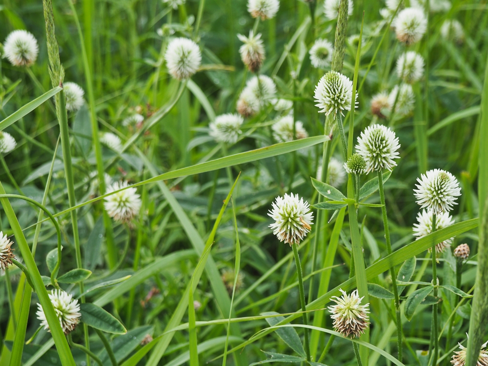 Изображение особи Trifolium montanum.