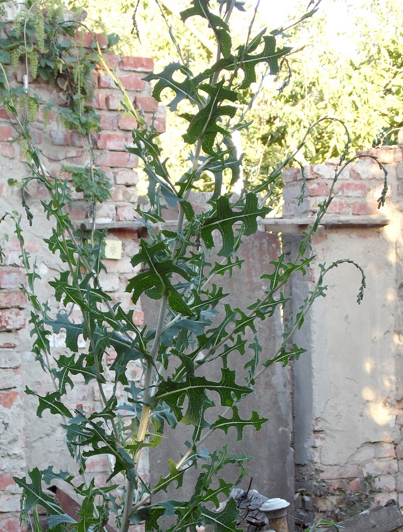 Image of Lactuca serriola specimen.