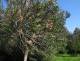 Hakea multilineata