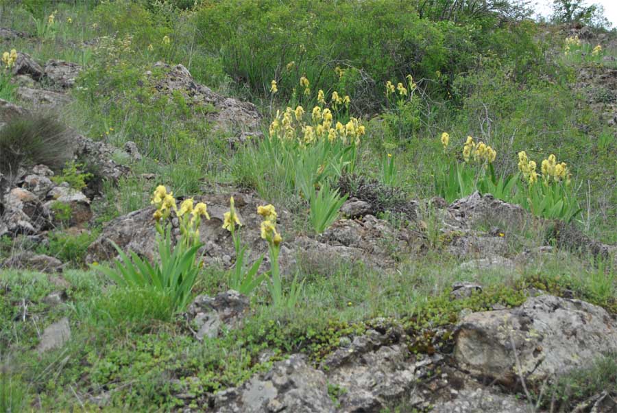 Изображение особи Iris imbricata.