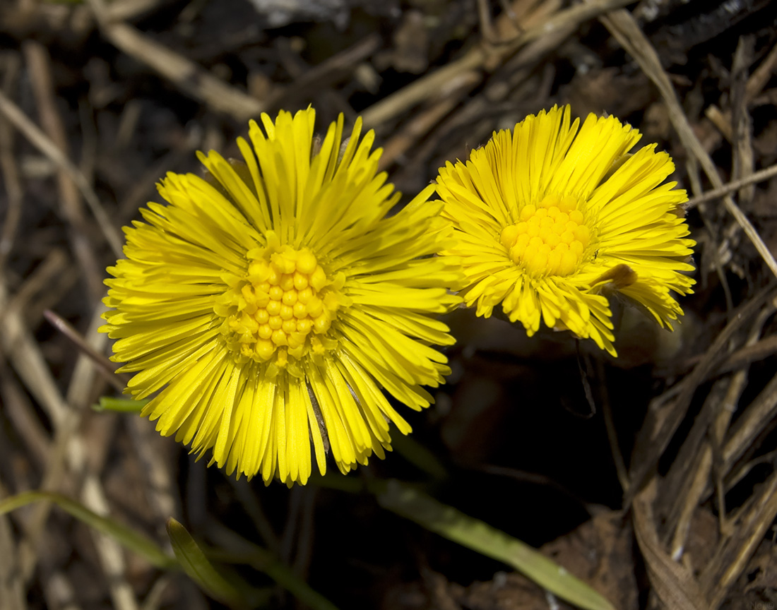 Image of Tussilago farfara specimen.