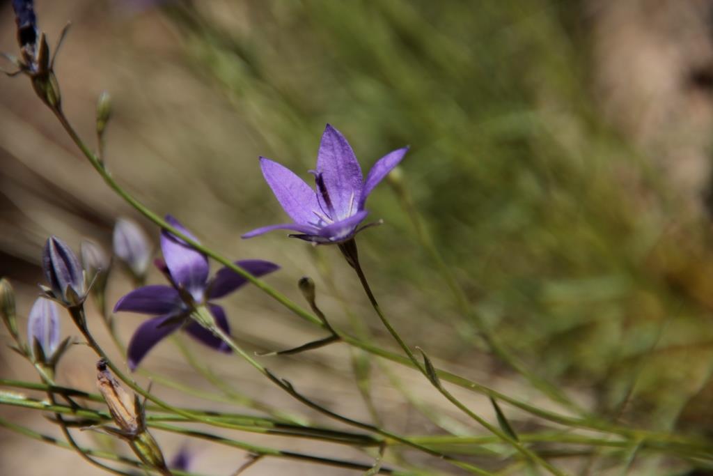 Image of Campanula alberti specimen.